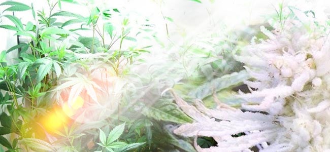 What Causes Albinism In Cannabis Plants?