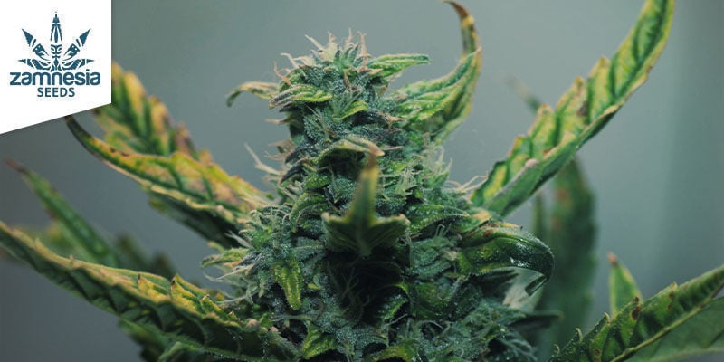 3 Cannabis Strains That Produce Kief