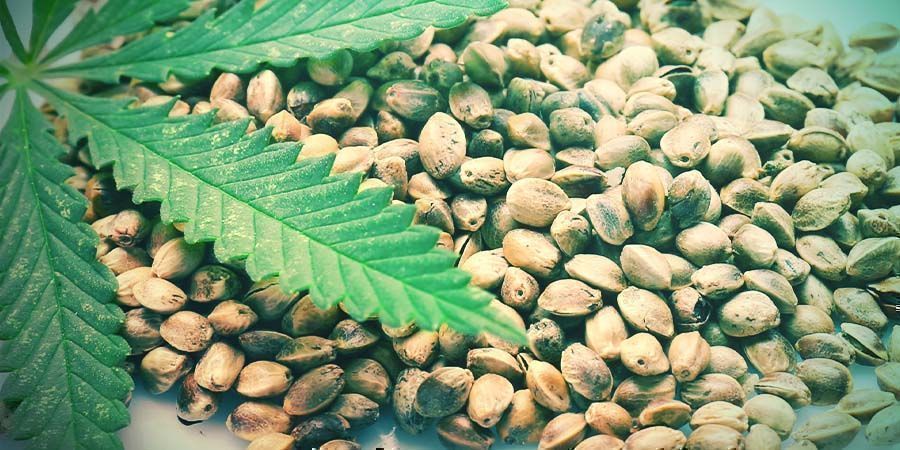 How To Grow Your First Cannabis Plant In 10 Steps - Zamnesia Blog