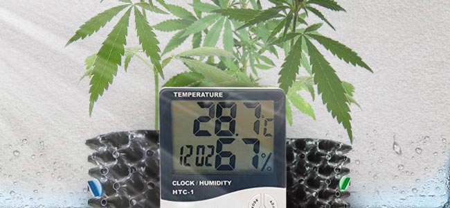 Temperature In The Cannabis Grow Room