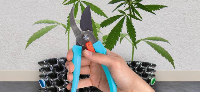 cropping the most potent marijuana