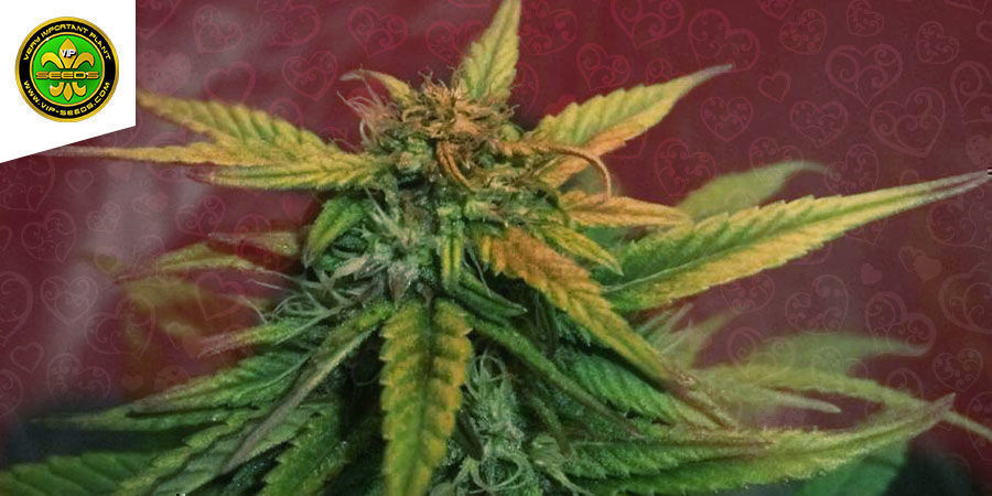 Love Peace By VIP Seeds: A Cheesy Delight