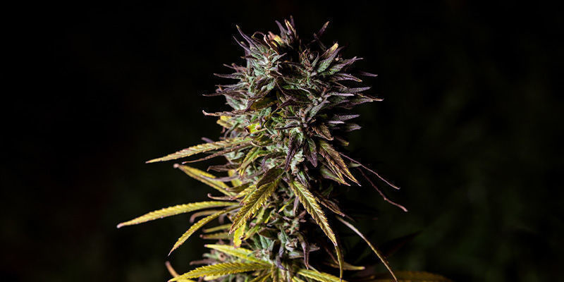 Fat Banana By Royal Queen Seeds: Fat Fruitiness