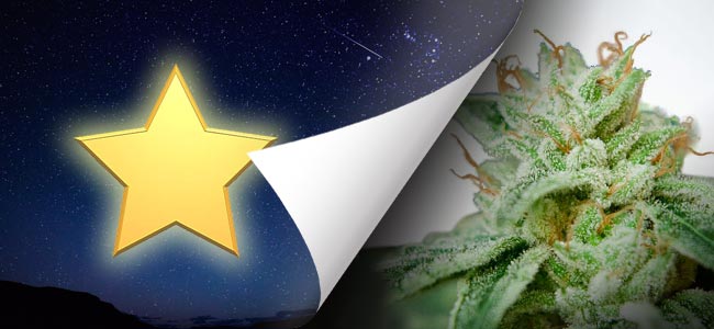 CBD Star (Ministry Of Cannabis)
