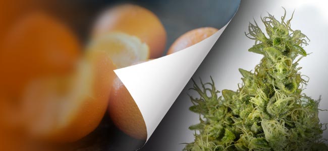 Mandarin Haze (Ministry Of Cannabis)