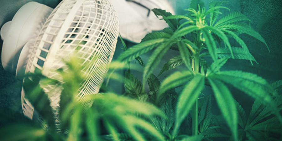 Grow Cannabis In Your Closet Zamnesia Blog