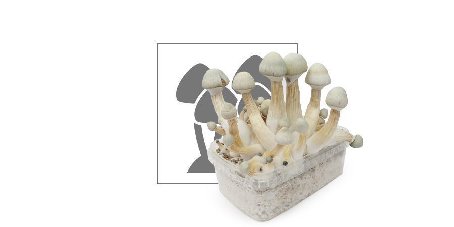 Zamnesia Grow Kit 'Treasure Coast'