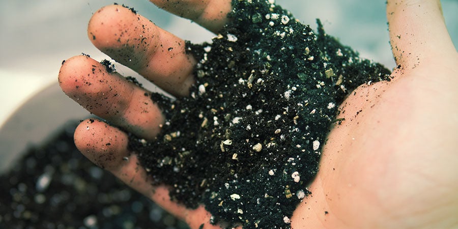 Prepare A Rich, Well-Draining Soil - Banisteriopsis Caapi
