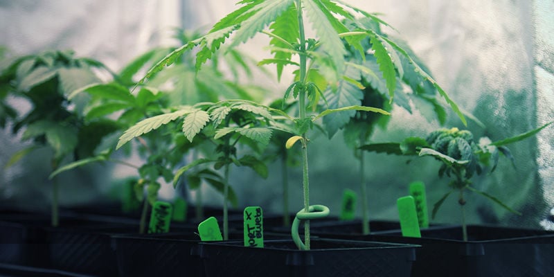 Crop Rotation - Perpetual Cannabis Harvest