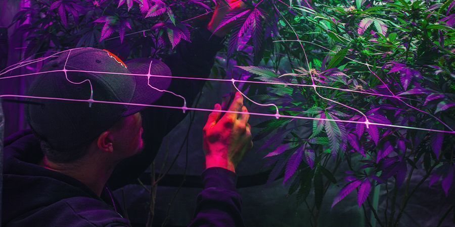 Setting Up Your Grow Area - Perpetual Cannabis Harvest