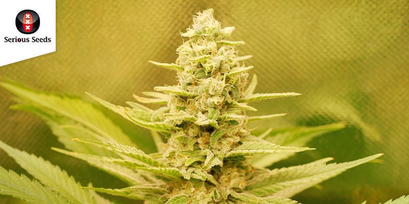 Ak-47 (Serious Seeds): Award-winning Feminized Firepower