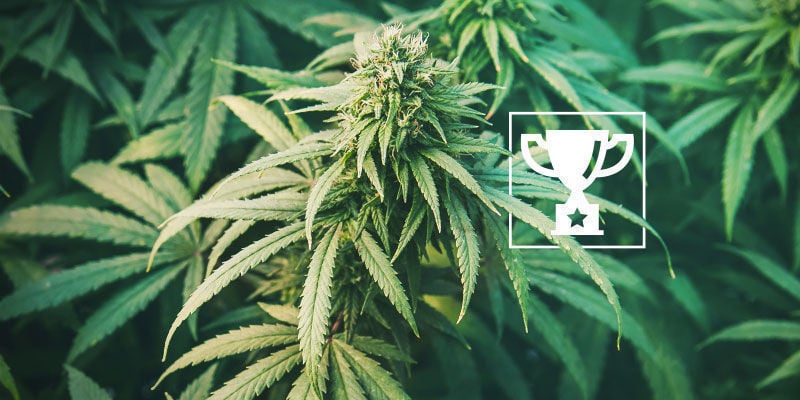 Award-winning Strains Are At The Forefront Of Spanish Cannabis Club Culture