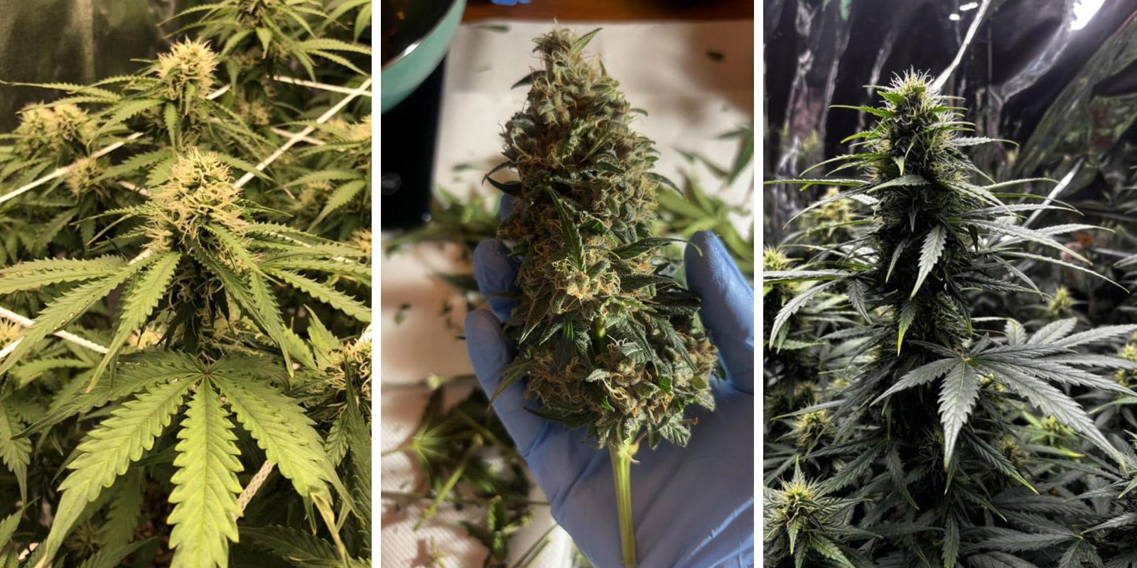 Break-Up Cake Auto Break-Up Cake Auto