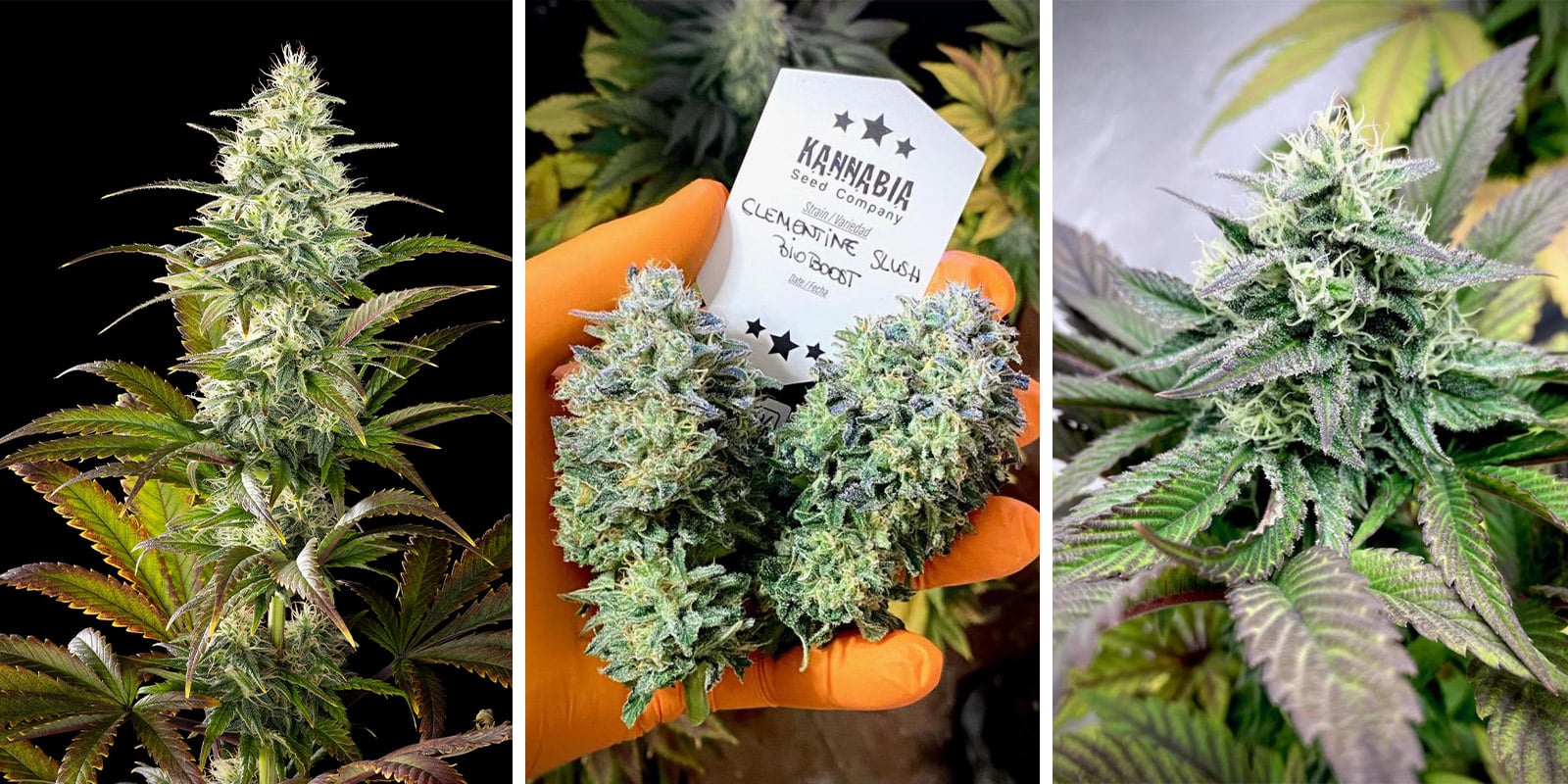 Clementine Slush BioBoost Clementine Slush BioBoost