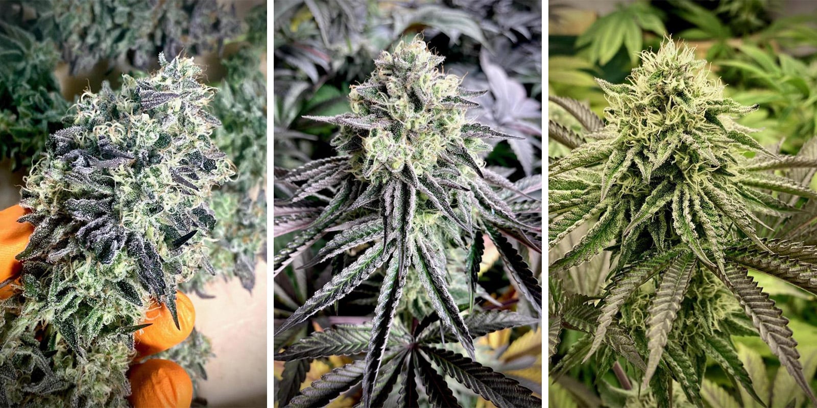 Mataró Blue Mataró Blue