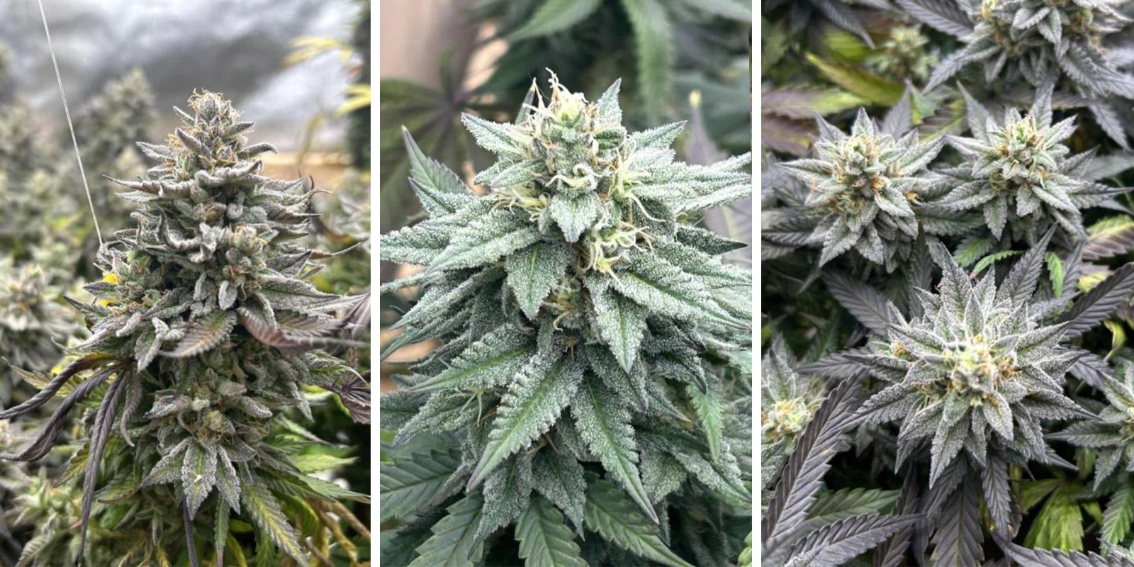 Pink Gelato Pink Gelato