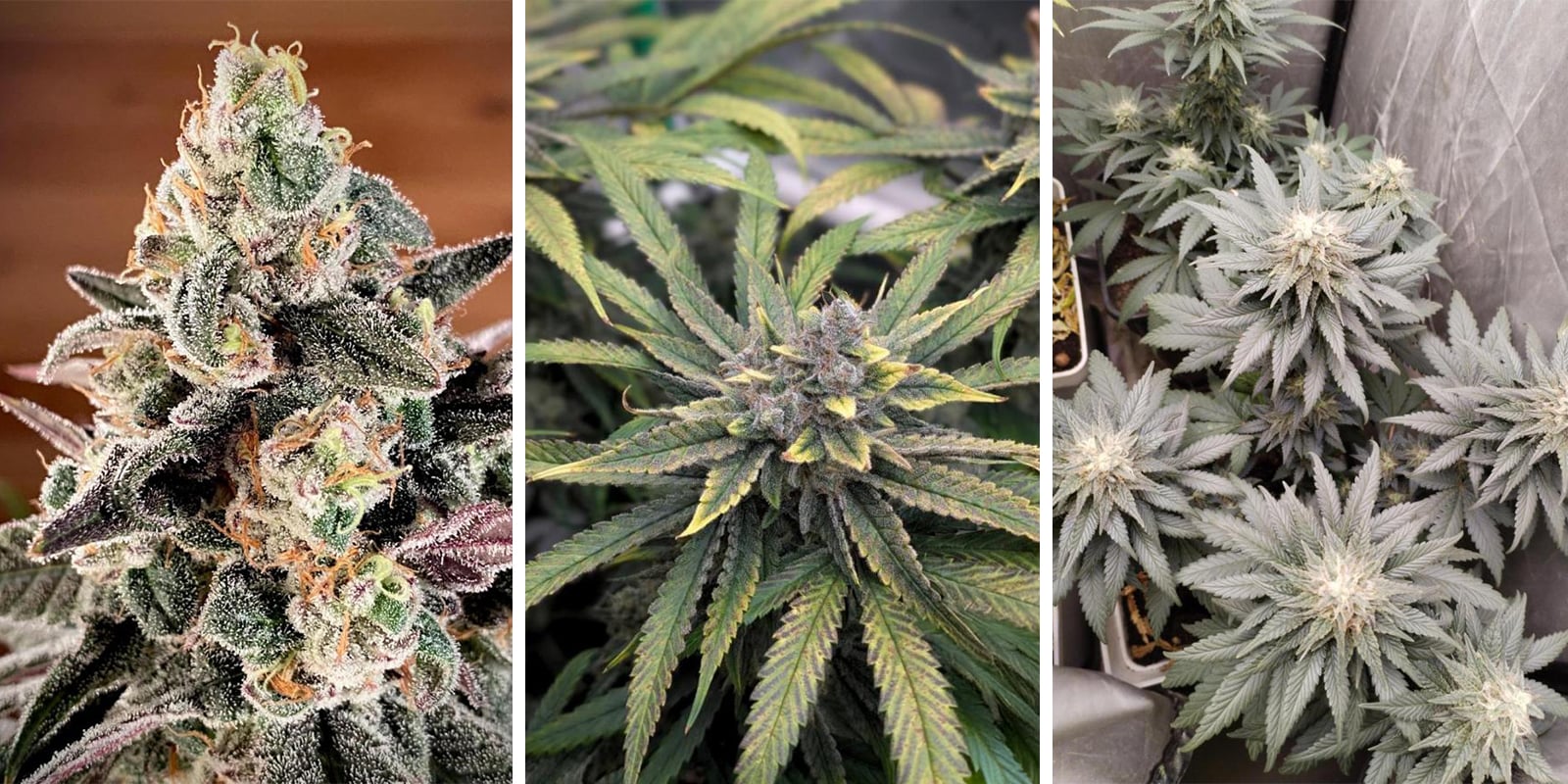 Sunset Sherbet Go Fast Sunset Sherbet Go Fast