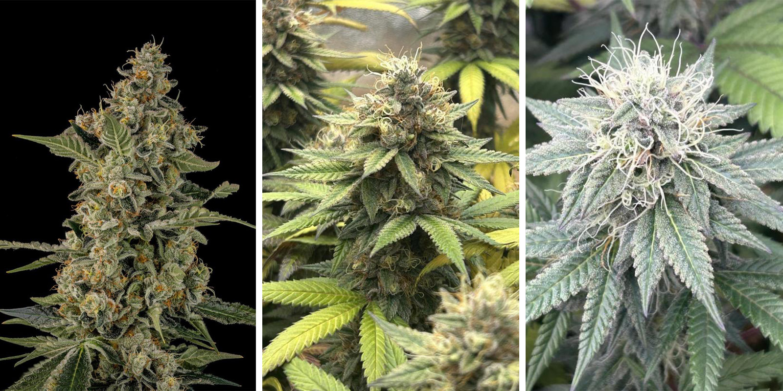 Apple Fritter Apple Fritter