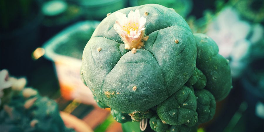GRAFTED PEYOTE: A TWO-IN-ONE-BEAUTY