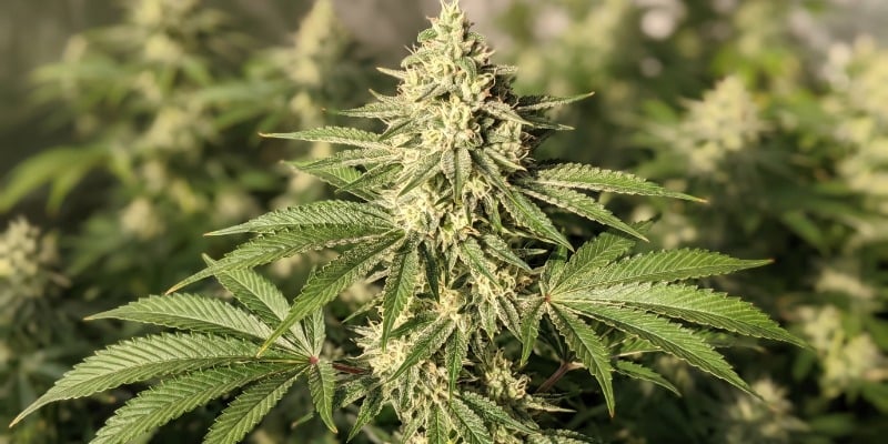 hite Strawberry Skunk (Strain Hunters)