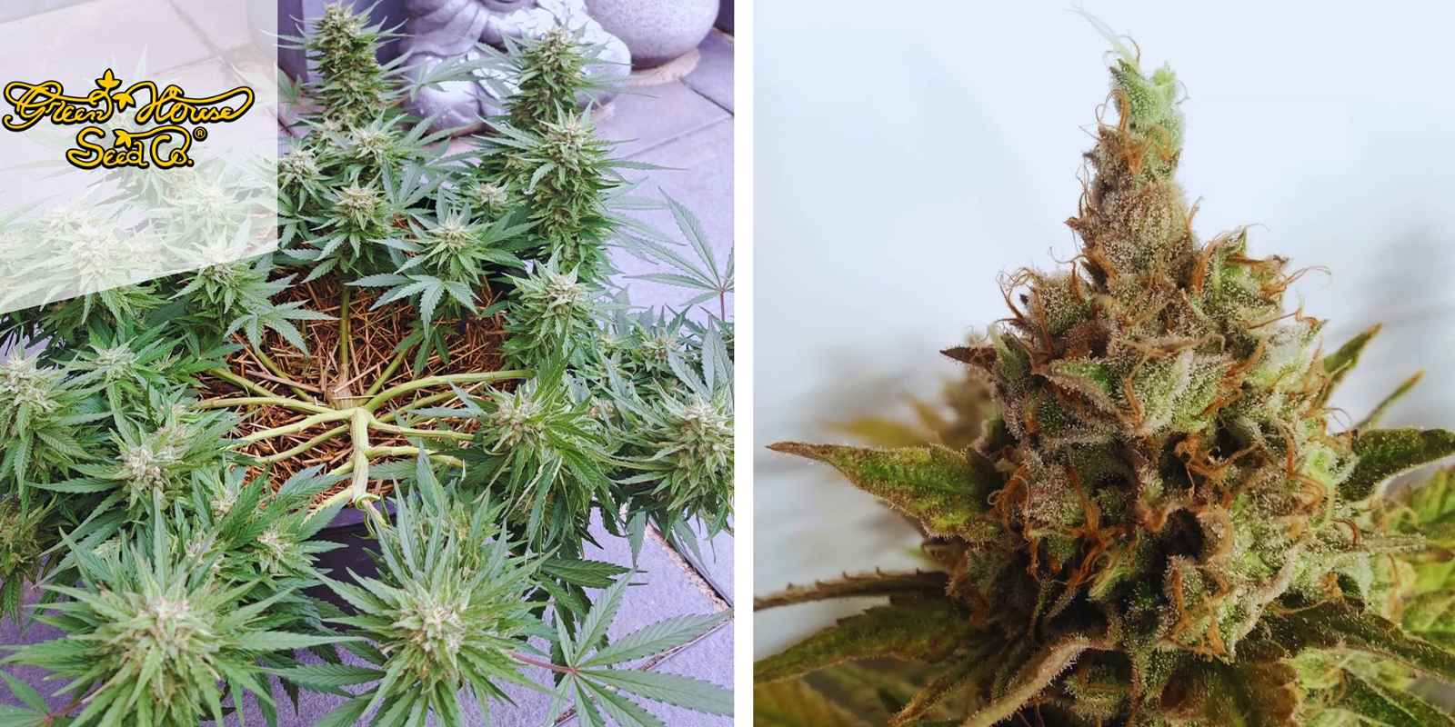 1. A.M.S. (Greenhouse Seeds)