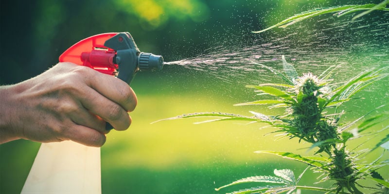 Foliar Sprays Cannabis Pests