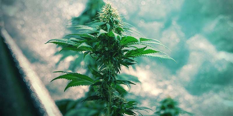 How To Grow Your First Cannabis Plant In 10 Steps - Zamnesia Blog