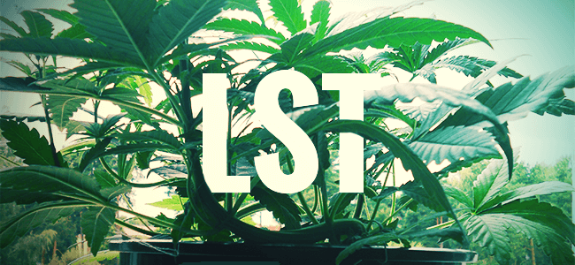 how many cannabis plants can be grown per square metre?