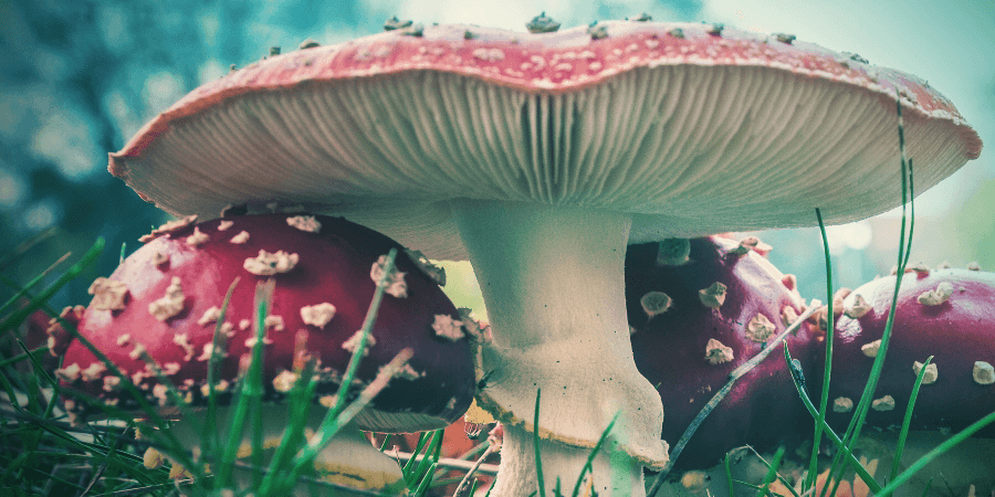 Fly Agaric Fly Agaric