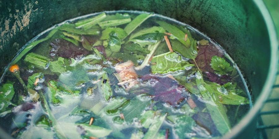 Ayahuasca Ayahuasca