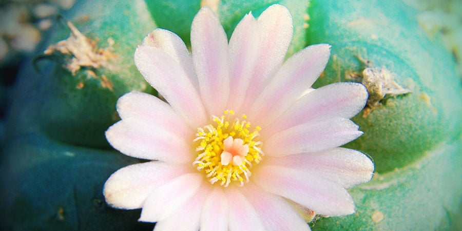 Peyote Peyote