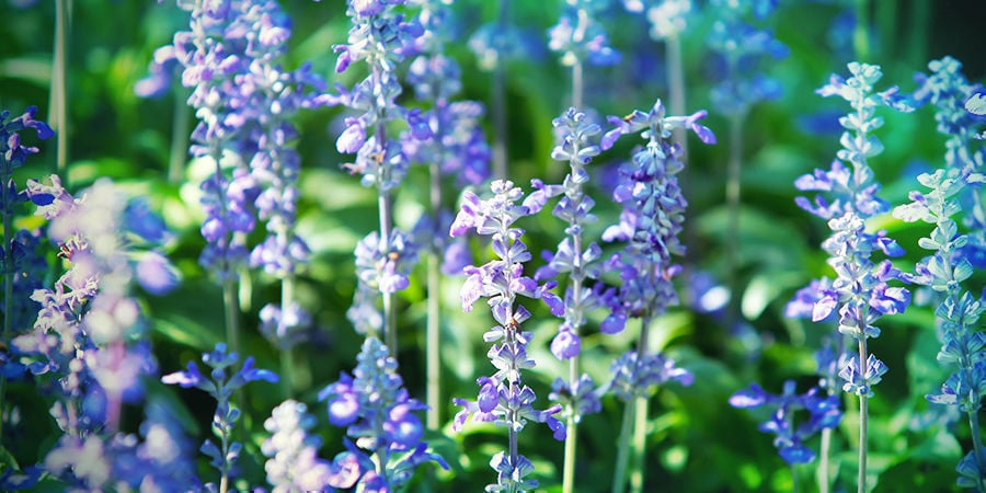 Salvia Dininorum Salvia Dininorum