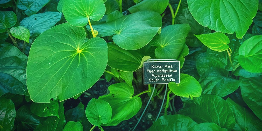 Kava Kava