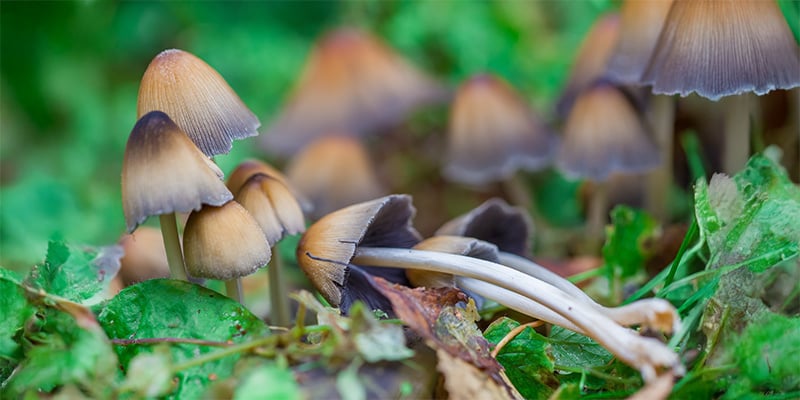 A conscious path forward: Entheogens in the modern world