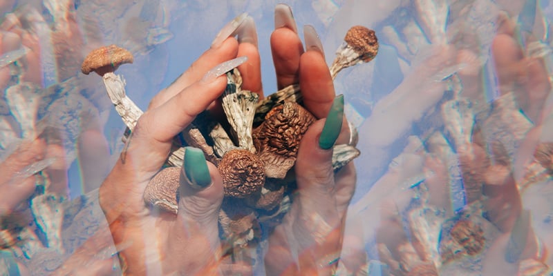 Psilocybin mushrooms