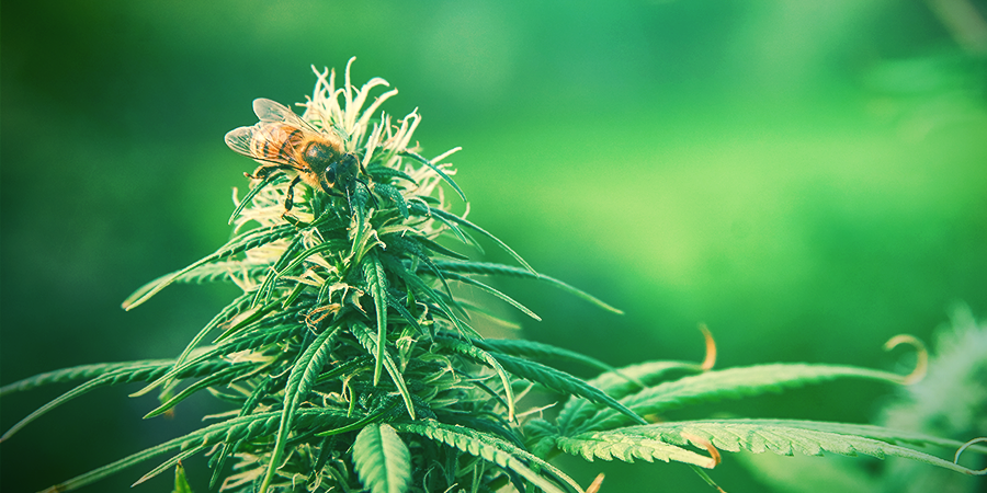 Zamnesia Presents: Holy Seeds Bank Pollen