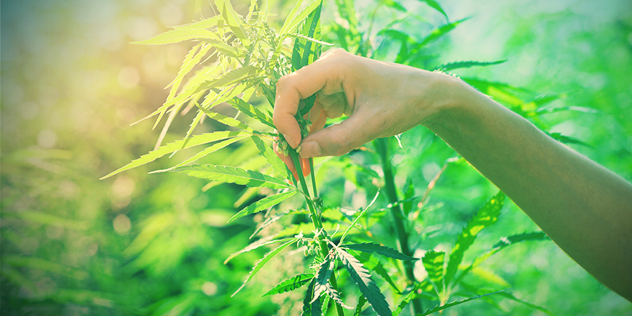 Select Cannabis Plants For Breeding Select Cannabis Plants For Breeding