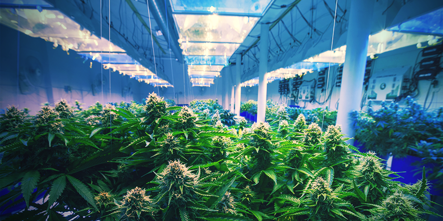 How To Stabilise Your Cannabis Strain How To Stabilise Your Cannabis Strain