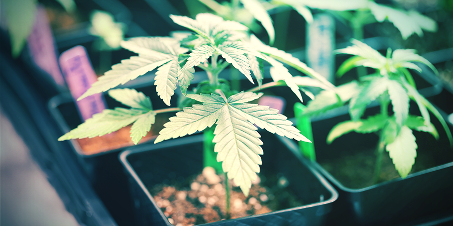 Small-scale Cannabis Breeding