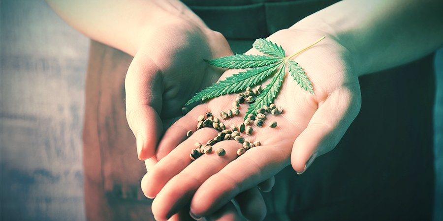 Benefits Of Backcrossing Cannabis Plants Benefits Of Backcrossing Cannabis Plants
