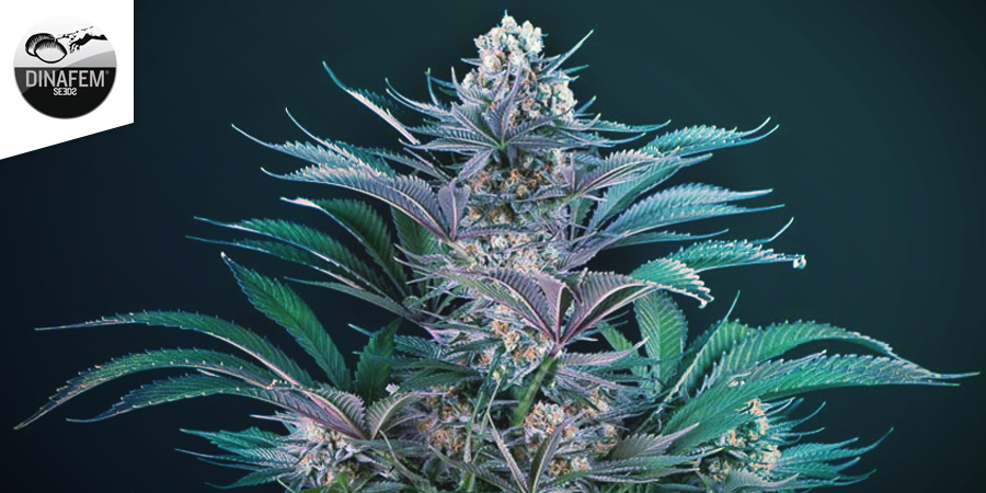 best strains for screen of green