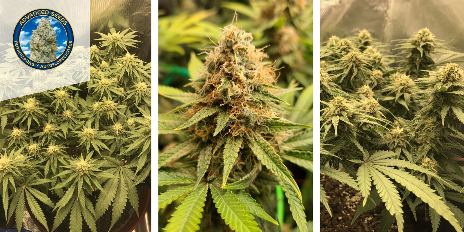 2. Critical Mass Fast (Advanced Seeds)