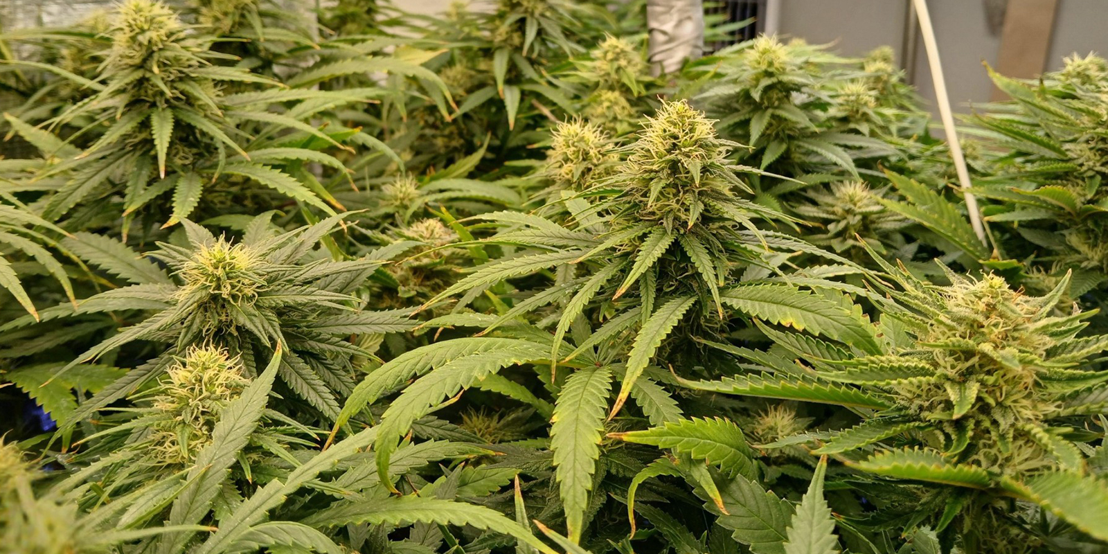 The fast track to dense, uniform harvests