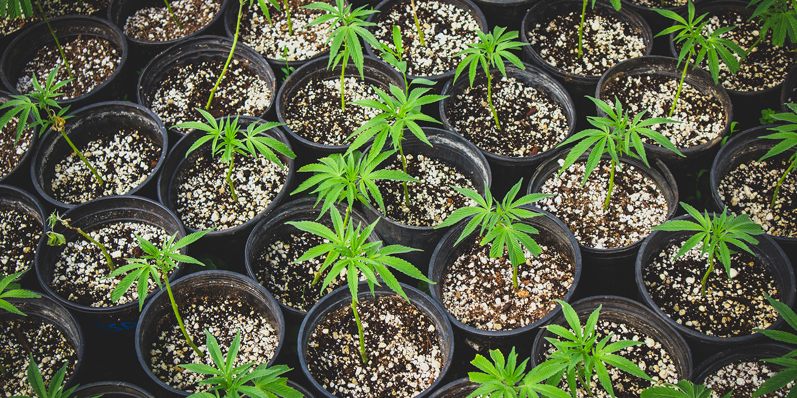 Use clones or the same phenotype for canopy evenness