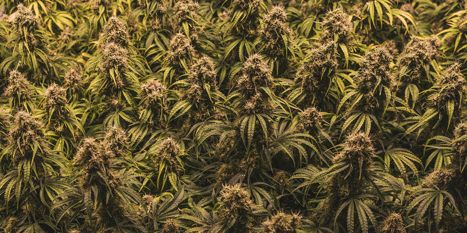 Why strain choice matters in a Sea of Green setup