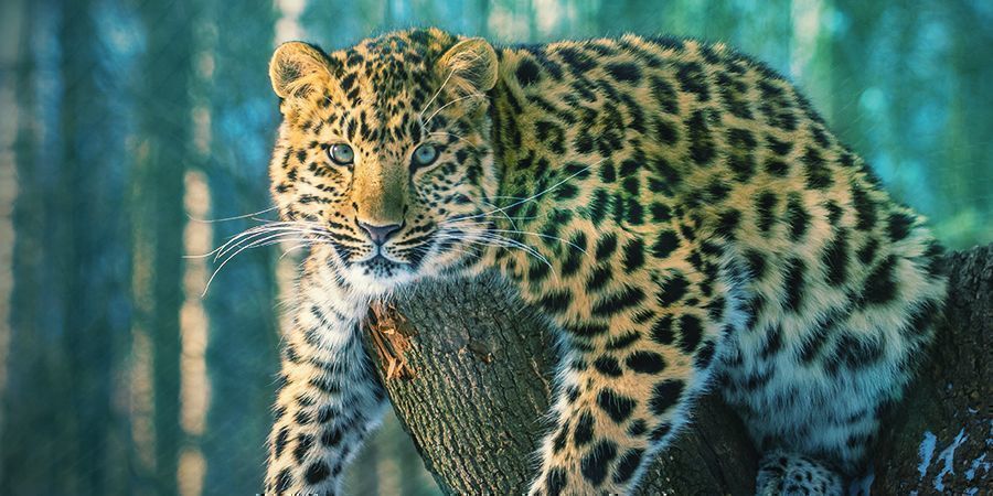 Jaguars That Love To Get High - Ayahuasca (Banisteriopsis Caapi)