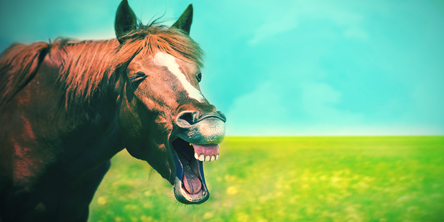 10 Animals That Love To Get High - Zamnesia Blog