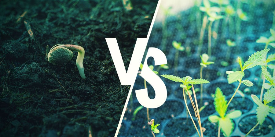 Cannabis Seeds Vs. Clones: WHICH ONE SHOULD YOU CHOOSE?