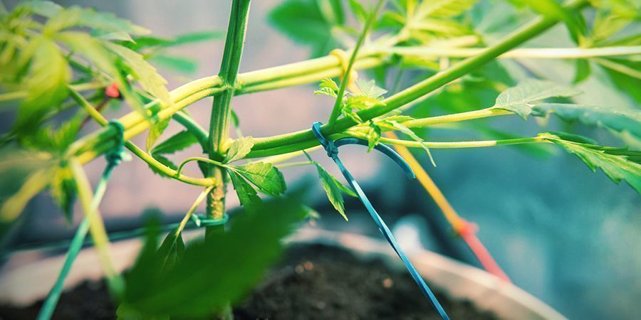 How To Grow Extra-flavourful Cannabis