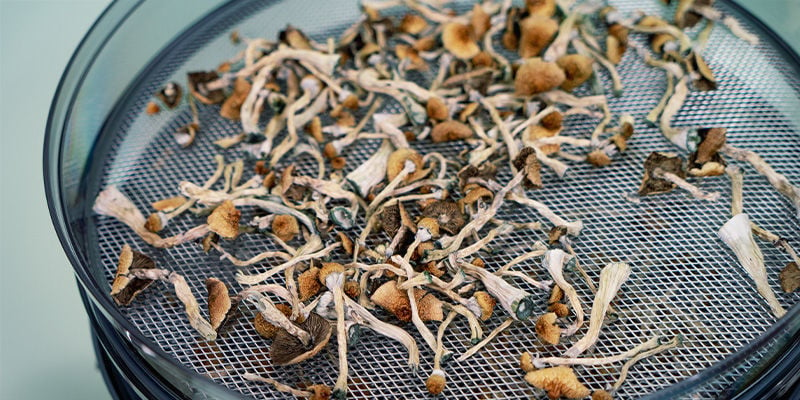 Magic Mushrooms: Drying